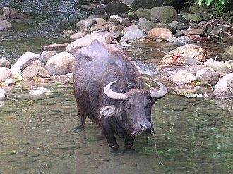 A carabao standing in a shallow stream in Dumaguete