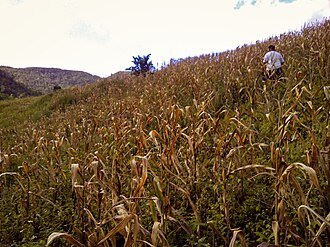 A farmer among rows of corn on a hillside in Pilar, Capiz