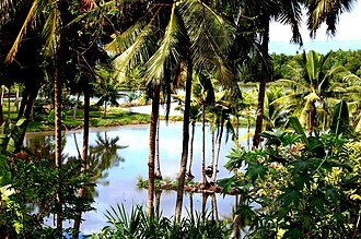 A fishpond surrounded by coconut palms in Badian, Cebu